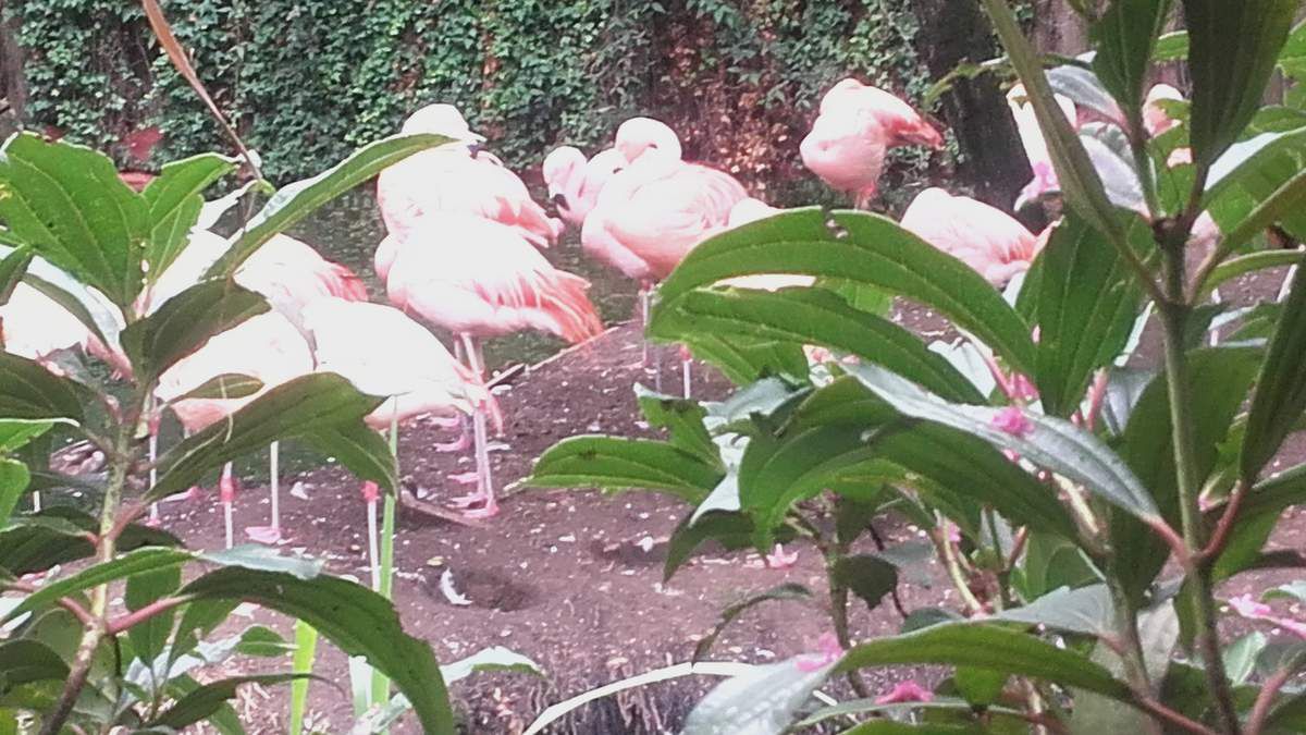 Zoo Amnéville 57