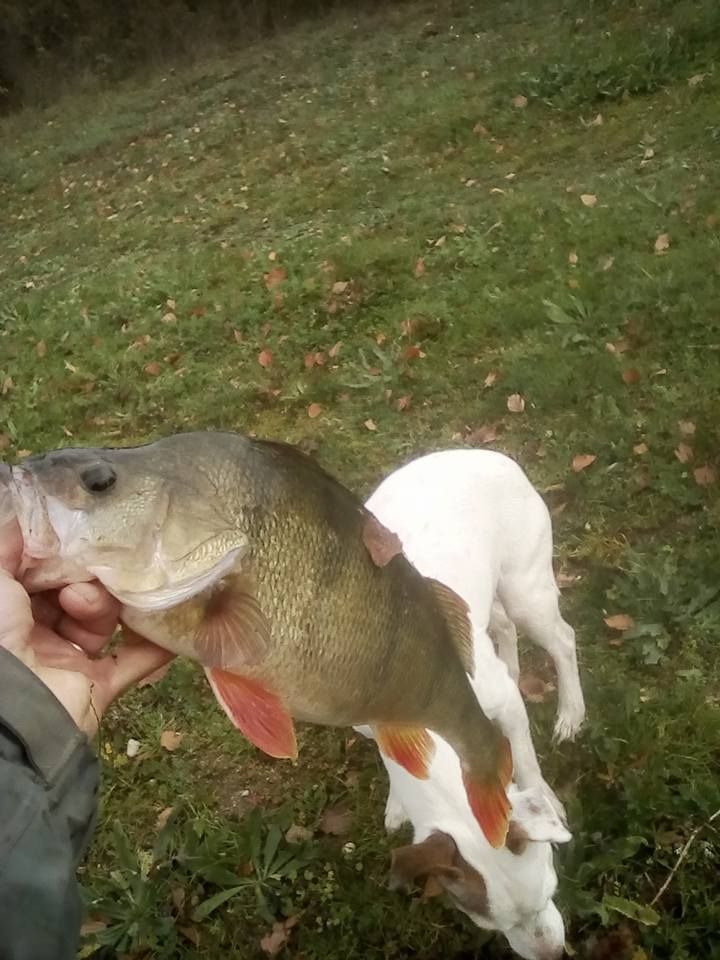 Quels vers choisir pour la pêche