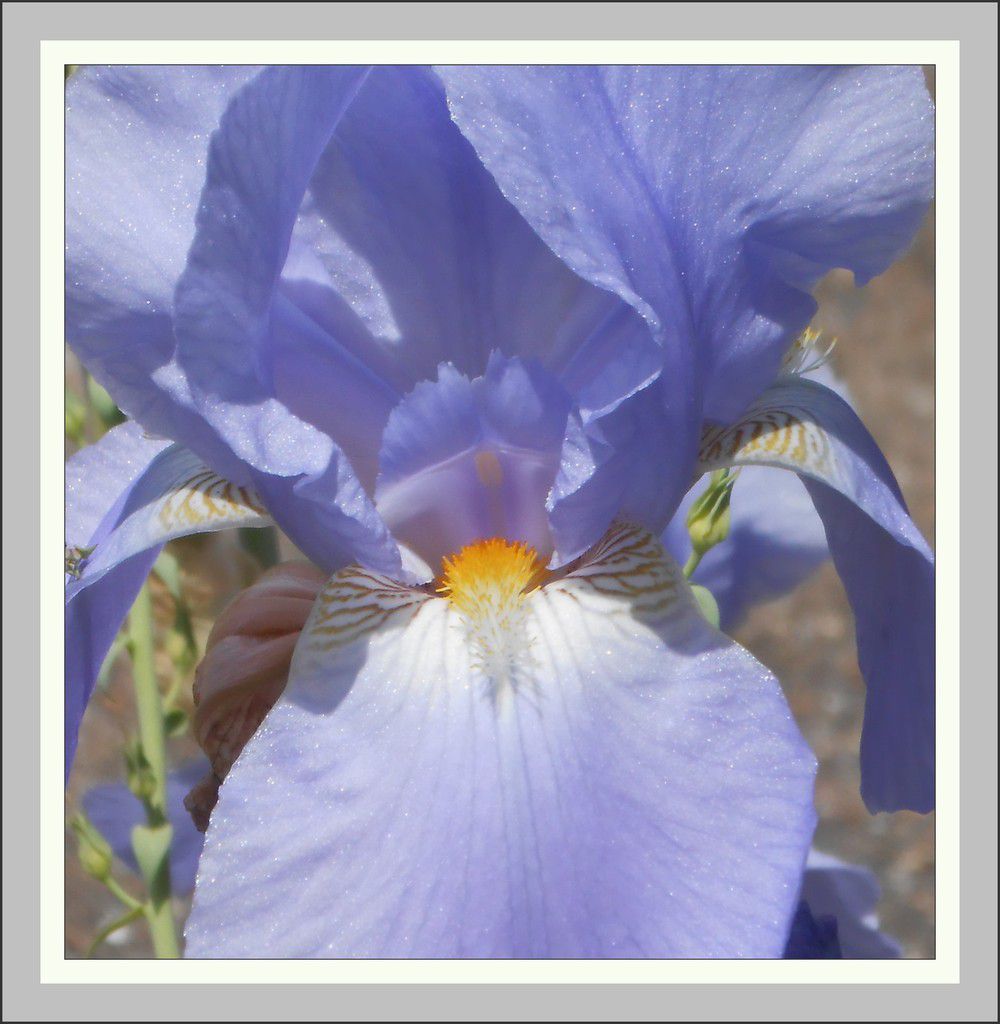 coquelicots et iris au jardin botanique hier,