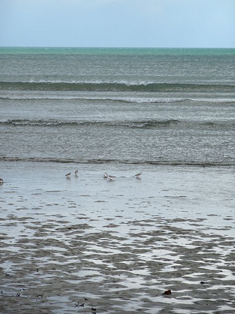 Bécasseaux à Binic plage
