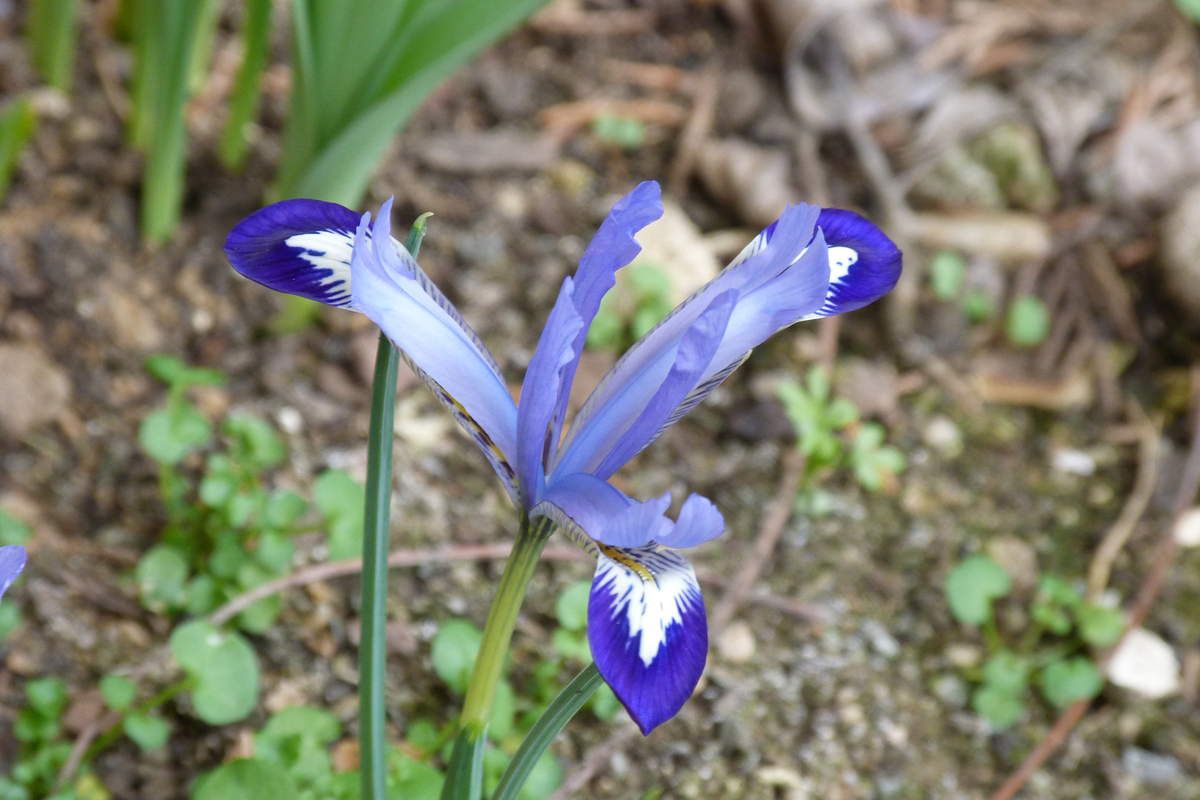 Iris botanique Reticulata