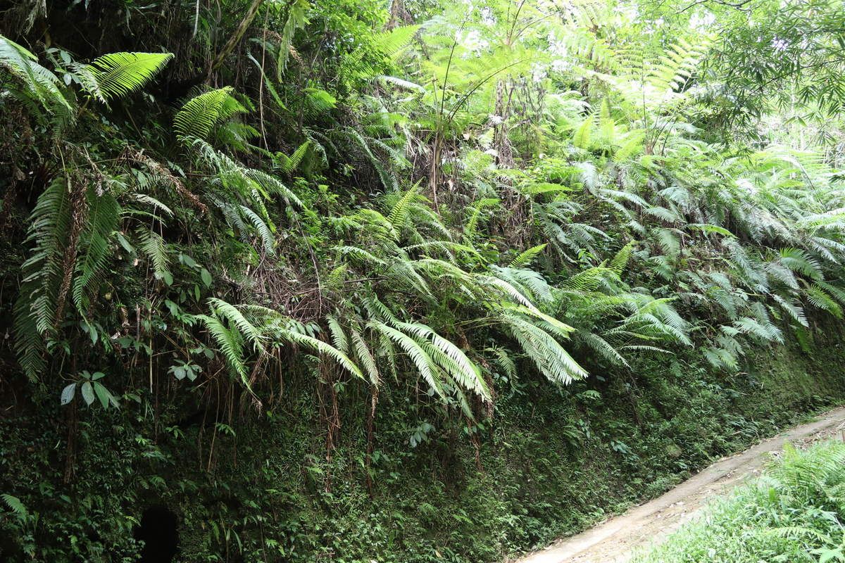 Dans la forêt tropicale