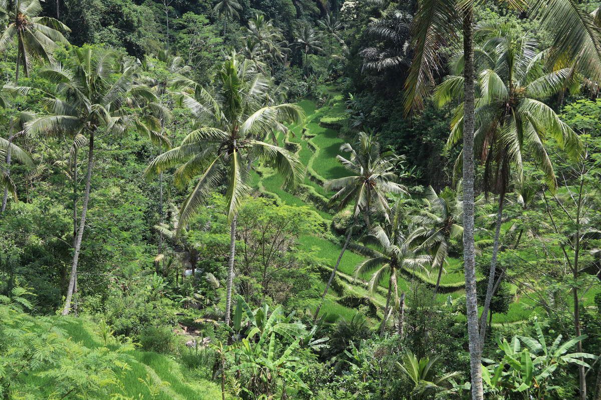 L'environnement du Gunung Kawi