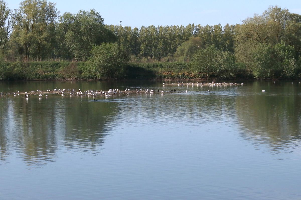 Etang de la réserve ornithologique de Grand-Laviers