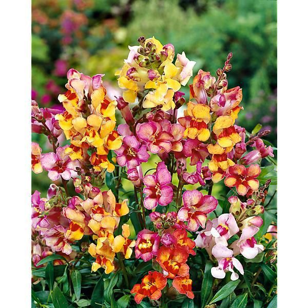 muflier semence fleur potager