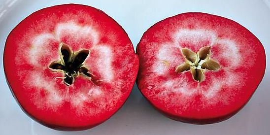 Pomme redlove® CIRCE®