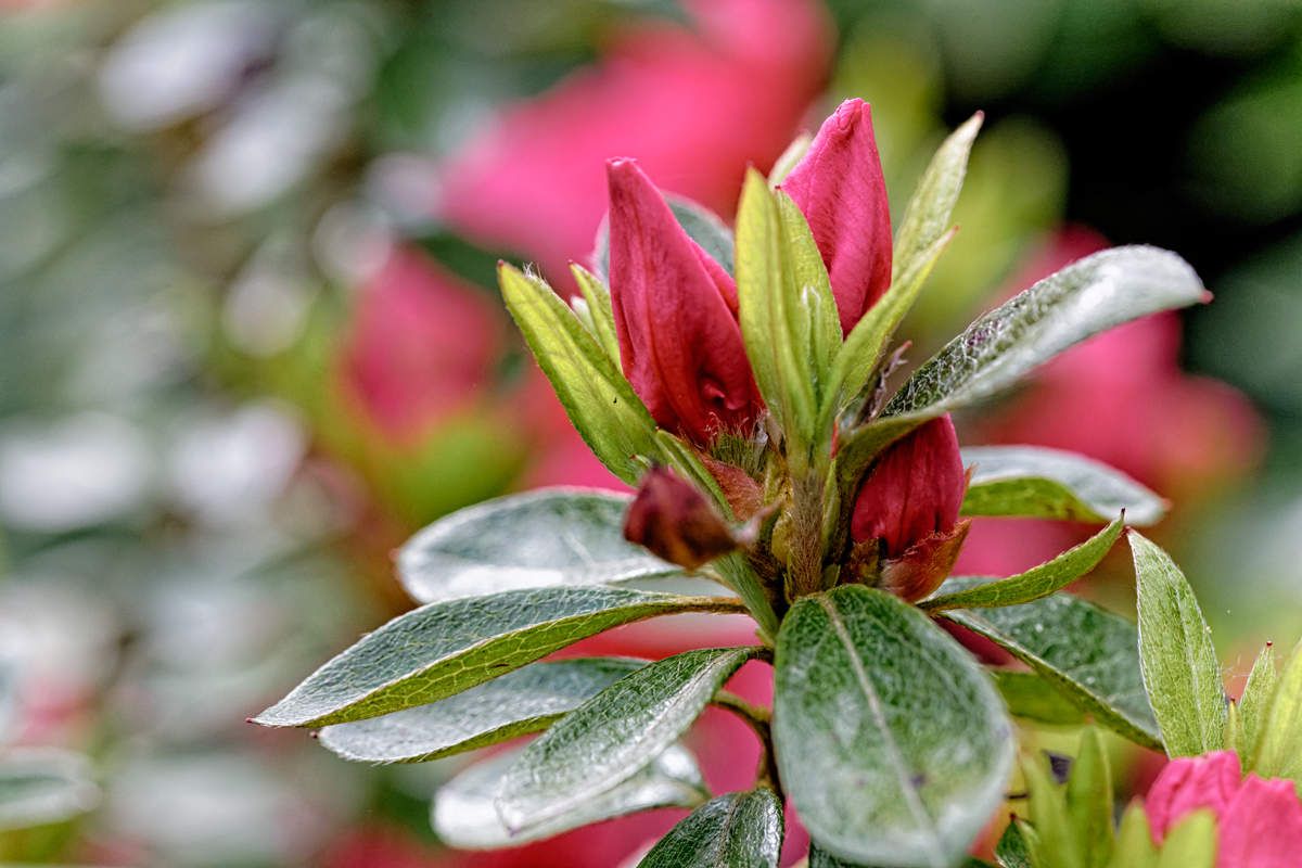 Printemps au jardin 5