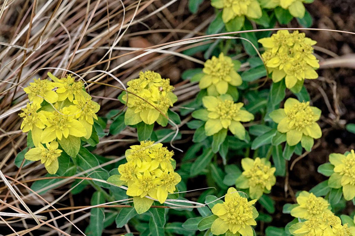Printemps au jardin 5