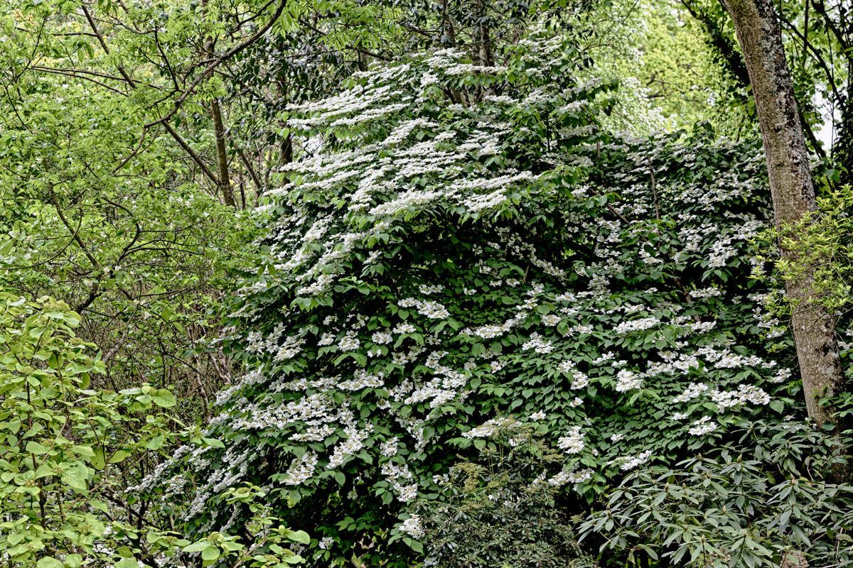 Le jardin de Liliane - mai