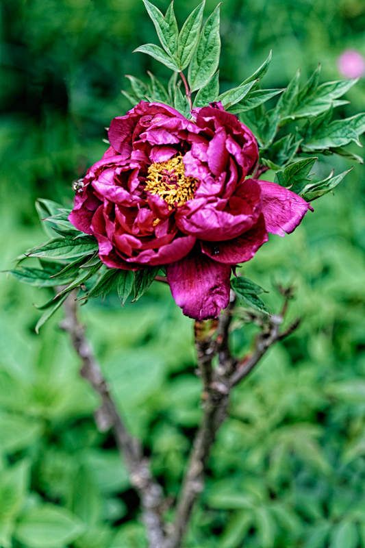 Le jardin de Liliane - mai