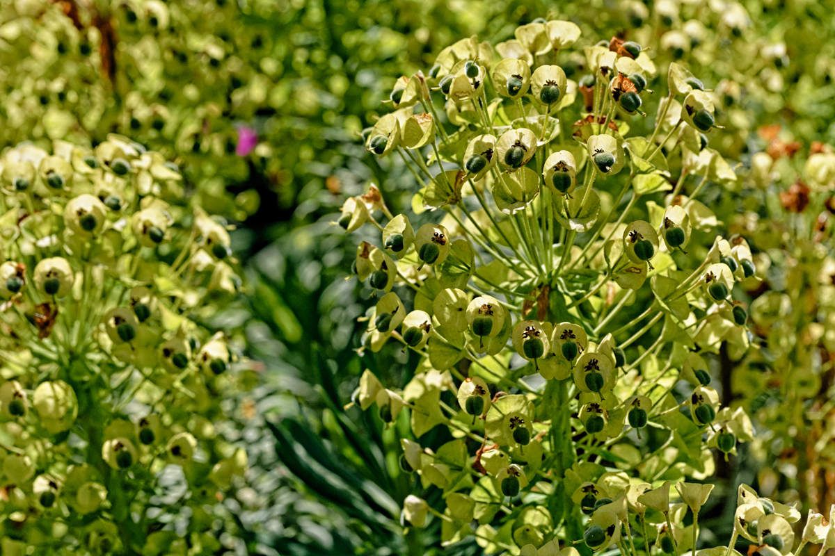 Printemps au jardin - 7