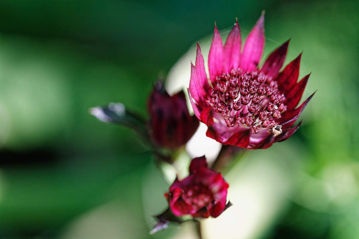 Printemps au jardin - 7