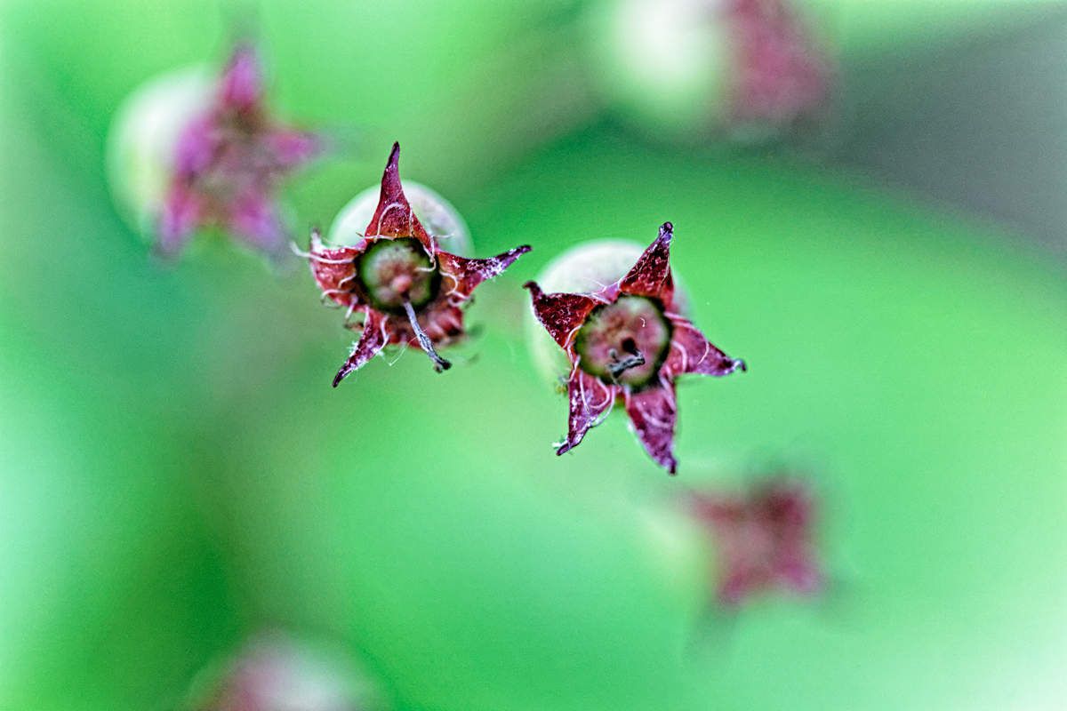 Printemps au jardin - 7