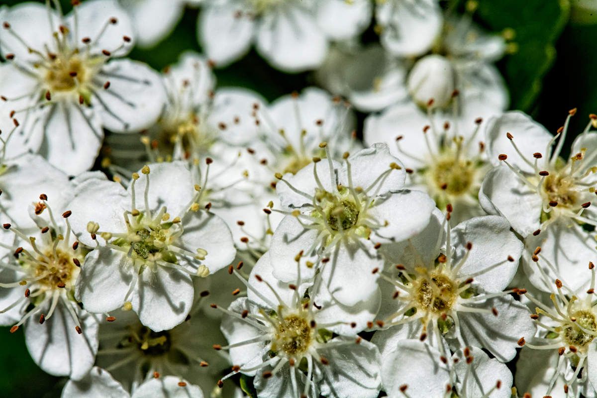 Printemps au jardin - 7