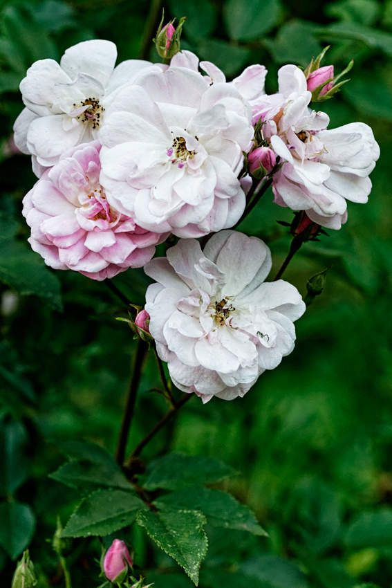 Le Jardin de Liliane - juin