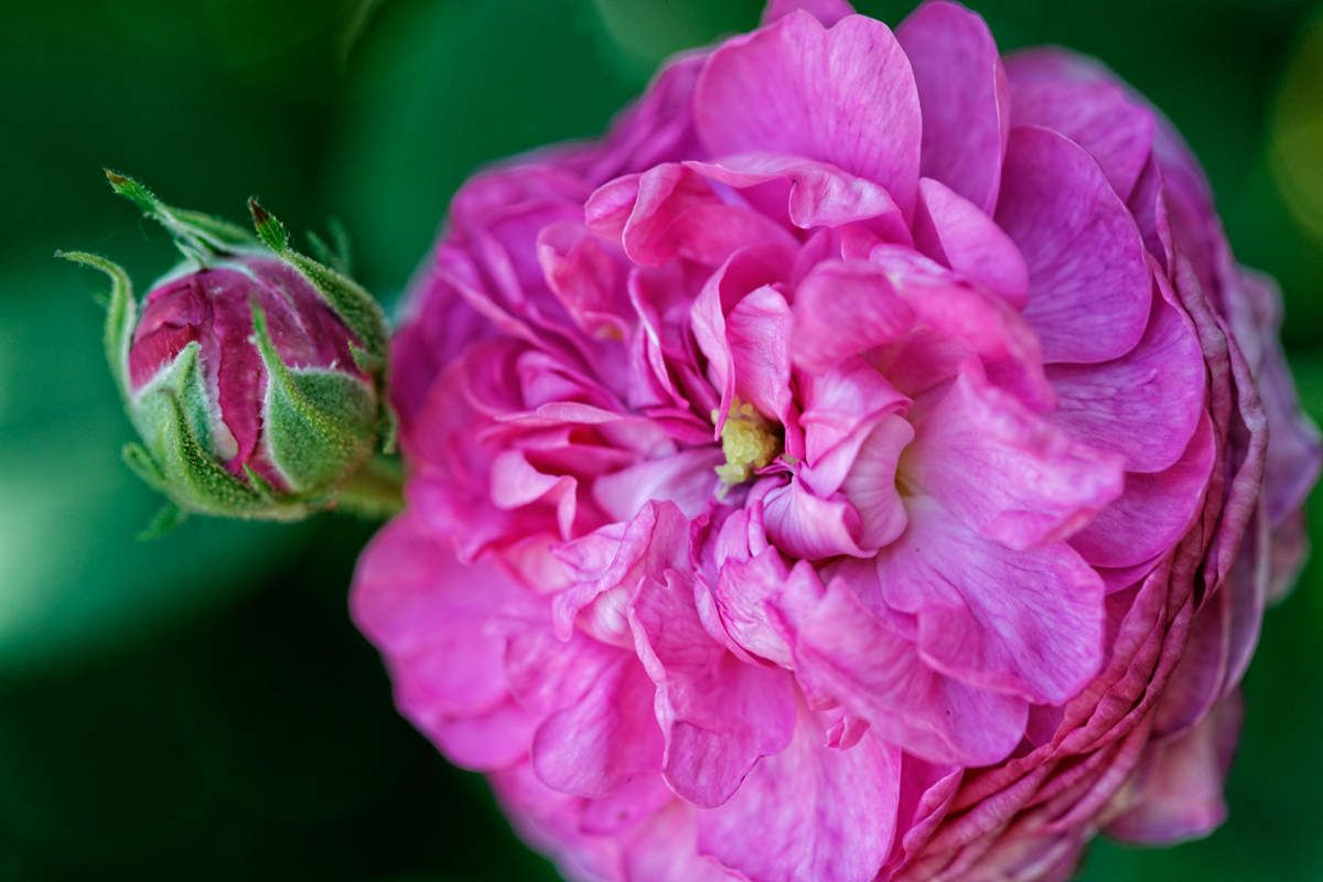 Le Jardin de Liliane - juin