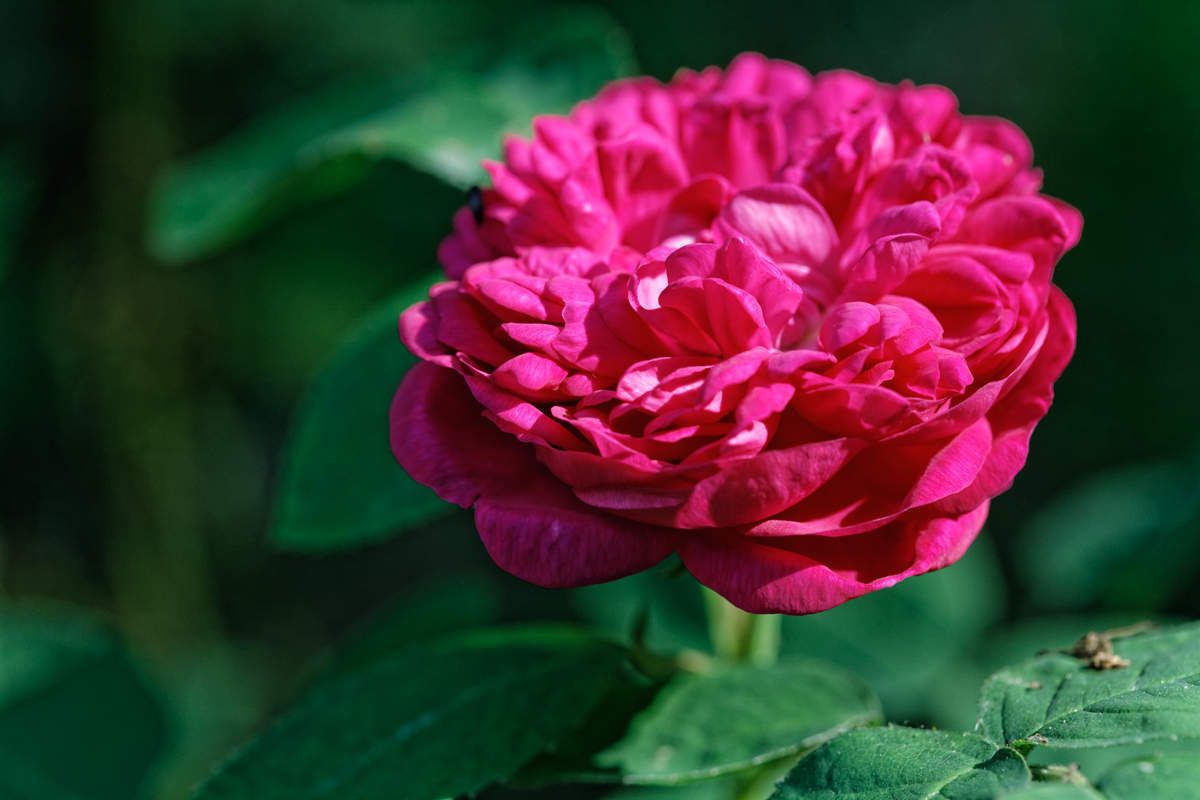 Le Jardin de Liliane - juin