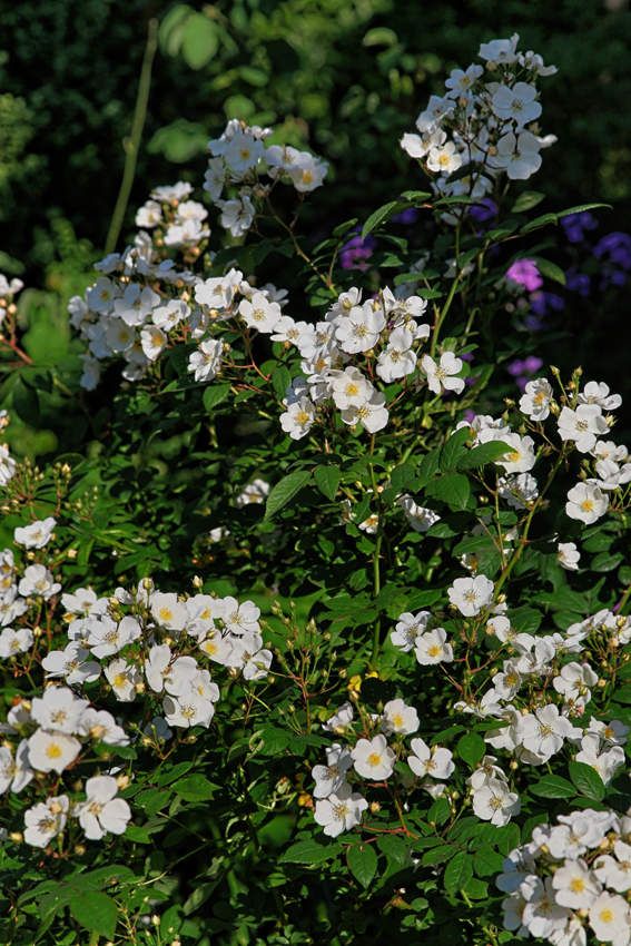 Le Jardin de Liliane - juin