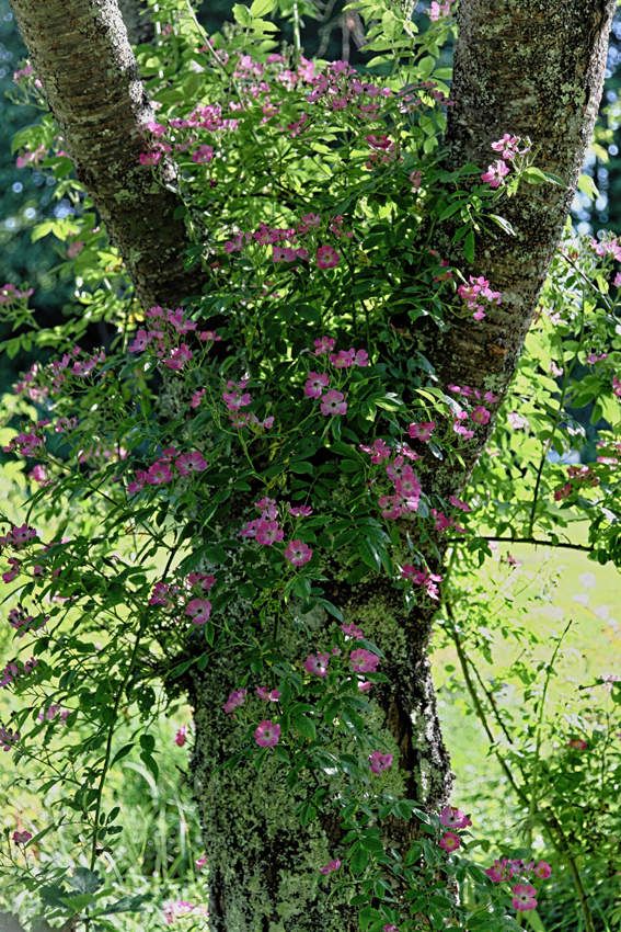 Le Jardin de Liliane - juin