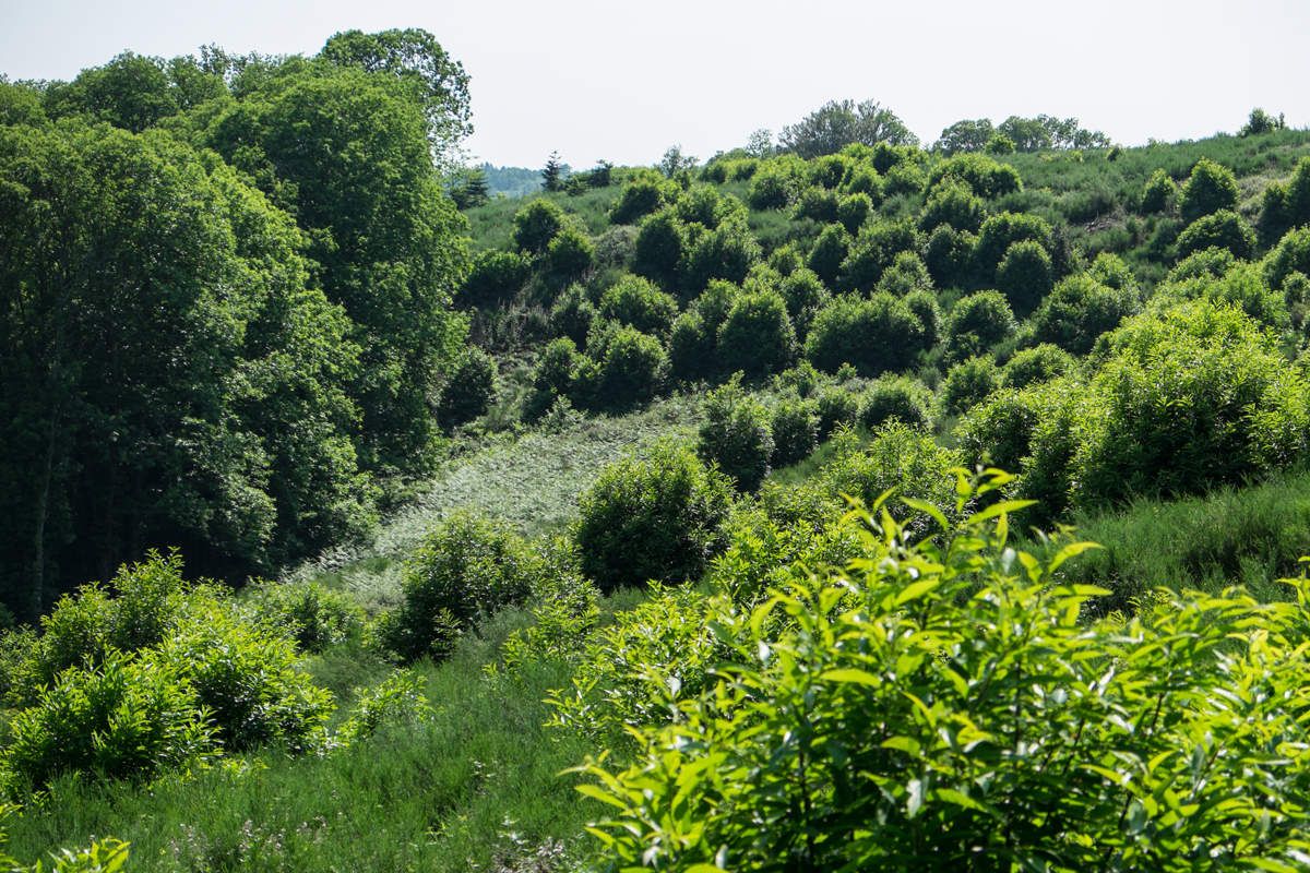 La nature à l'état brut - Limousin