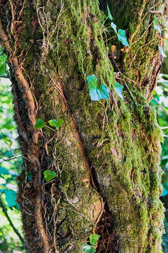 La nature à l'état brut - Limousin