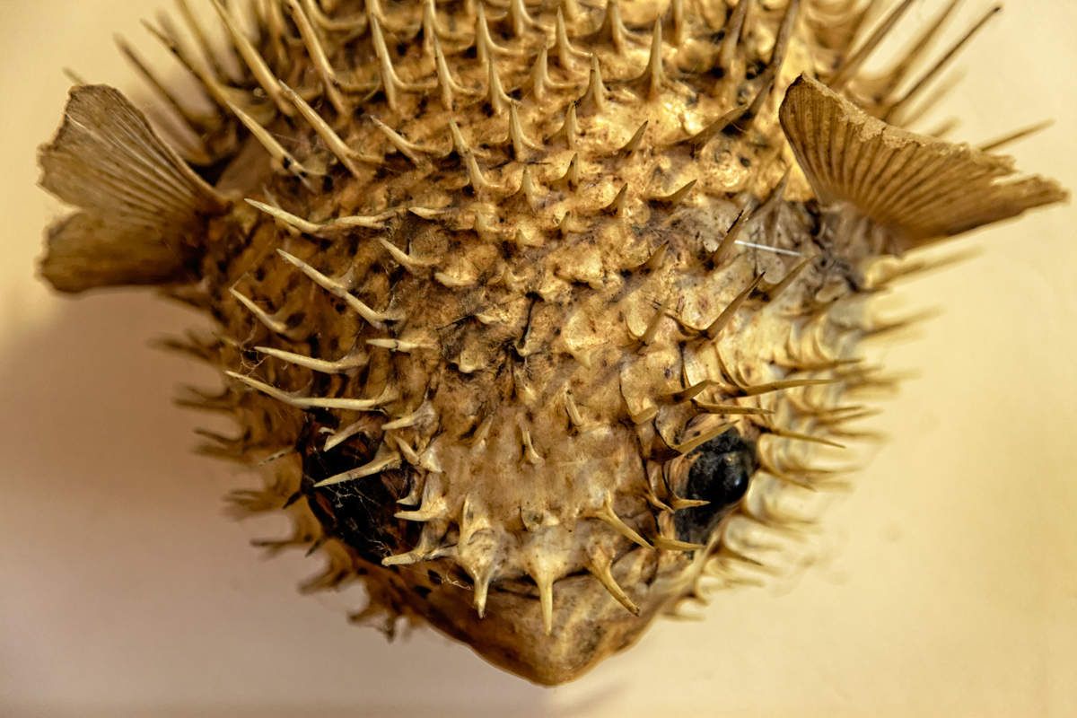 Photos à la Cité des Insectes