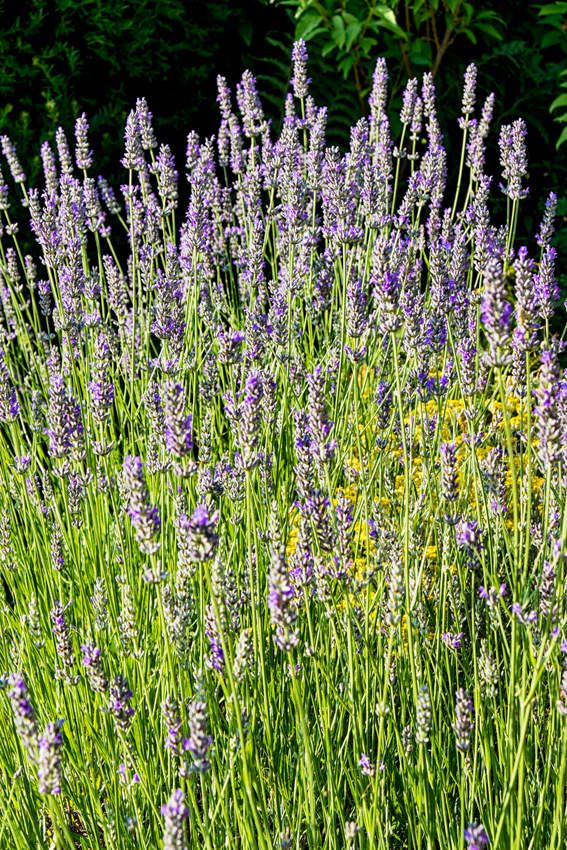 Début d'été au jardin