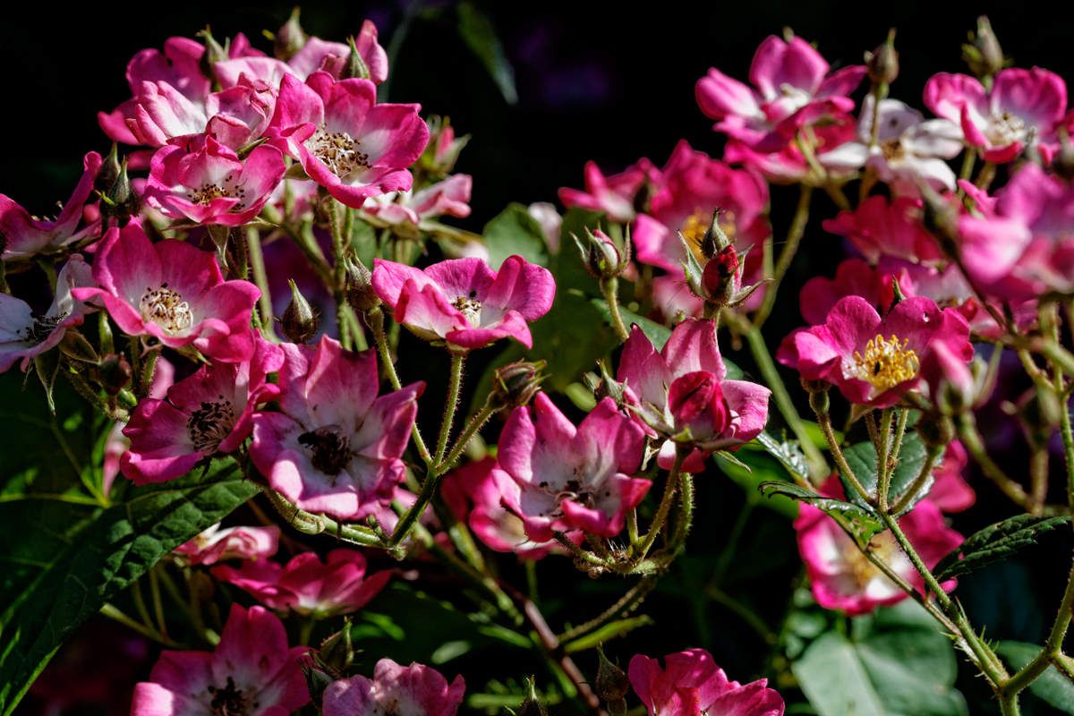 Début d'été au jardin