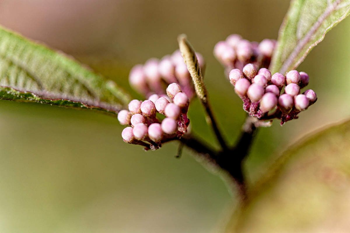 Début d'été au jardin