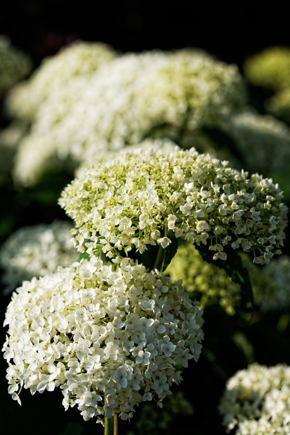 Début d'été au jardin