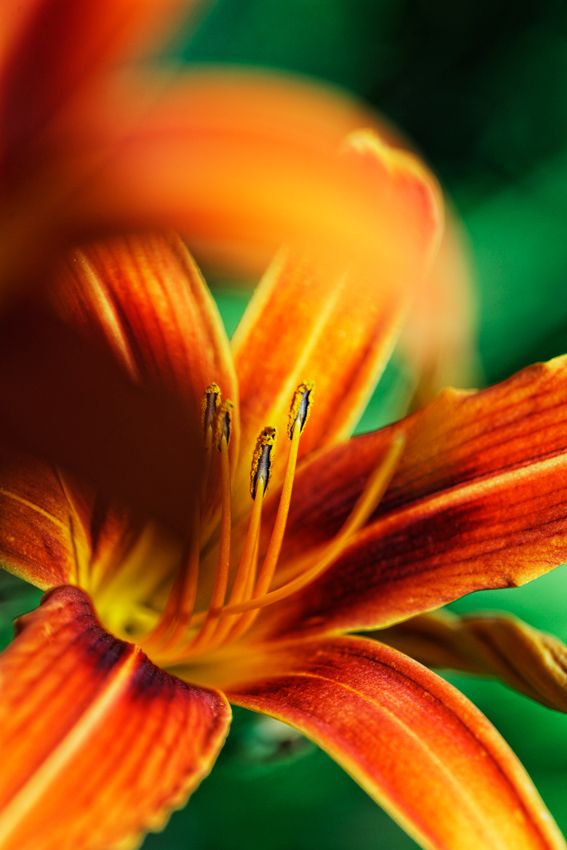 Début d'été au jardin