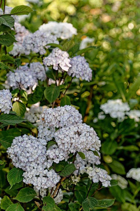 Début d'été au jardin