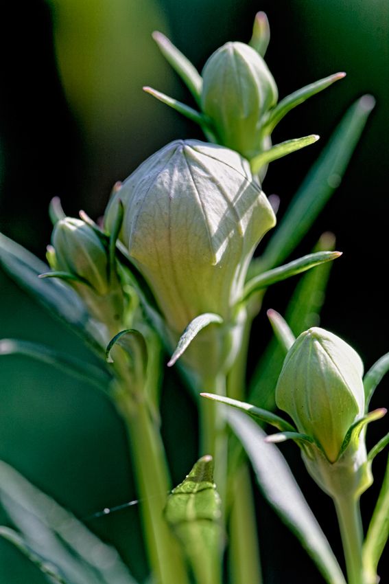 Début d'été au jardin