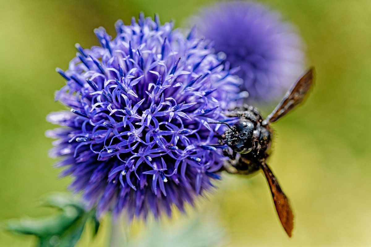 Chardon bleu, bourdons et abeilles charpentières