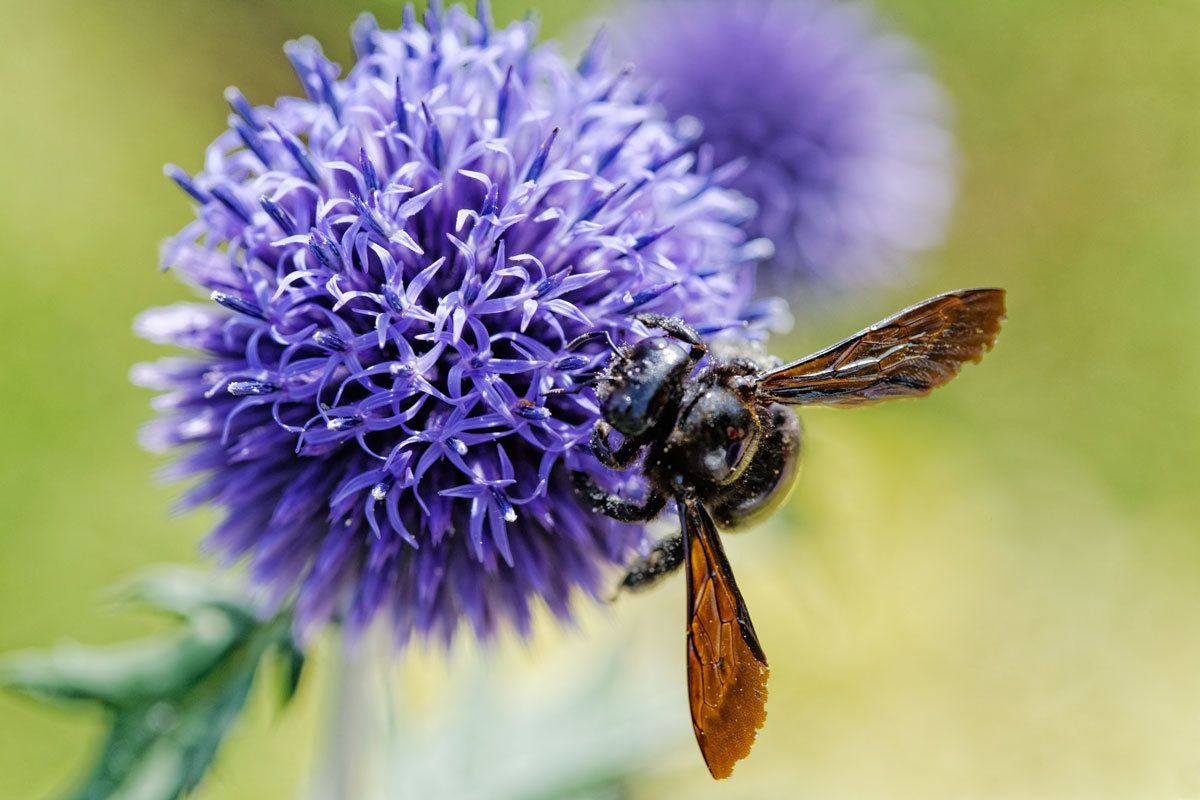 Chardon bleu, bourdons et abeilles charpentières