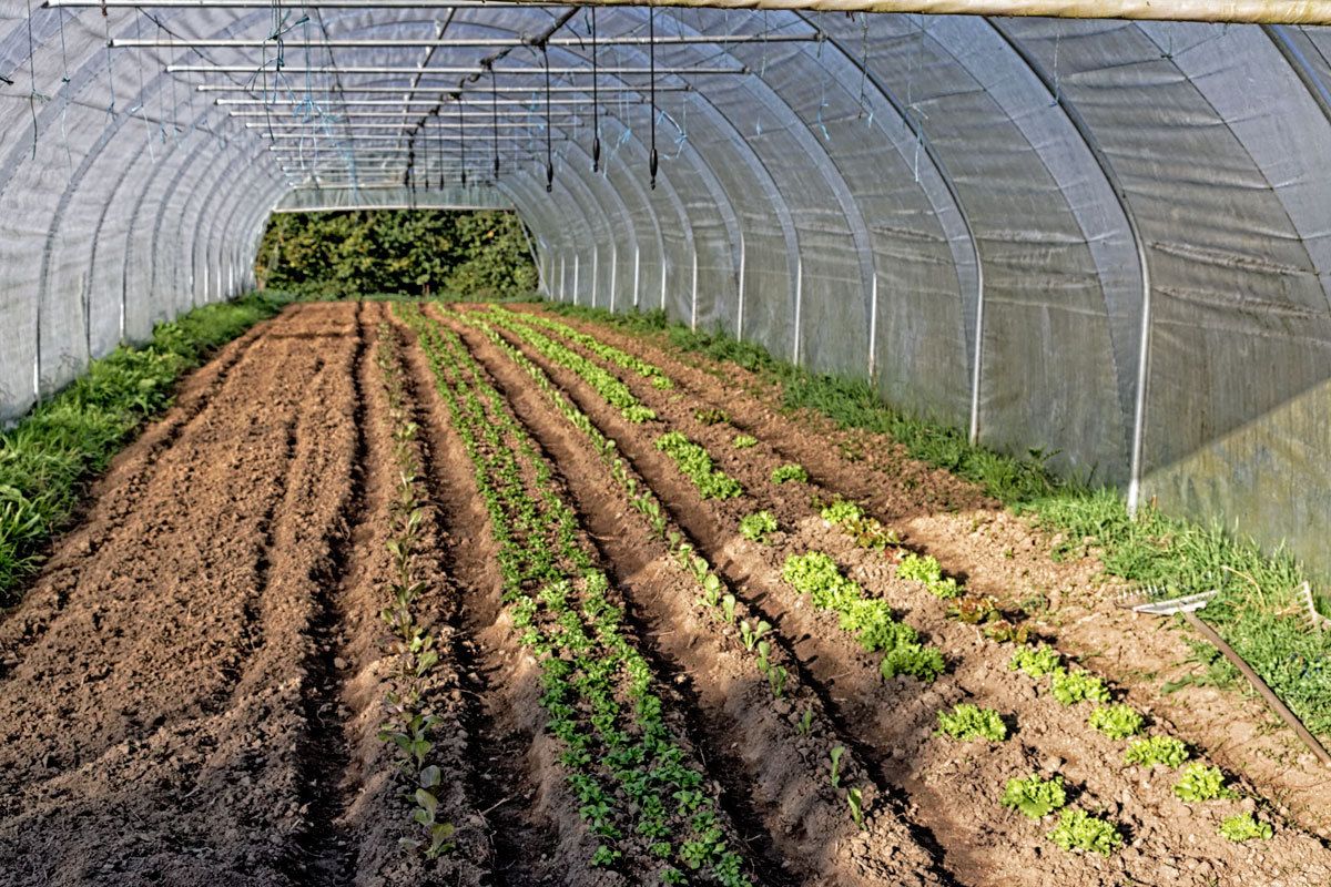 Agriculture biologique