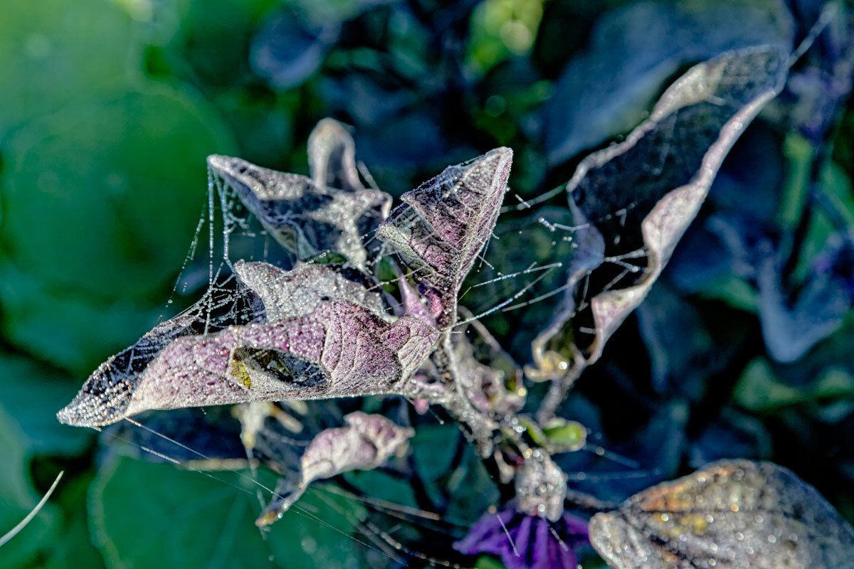 Agriculture biologique