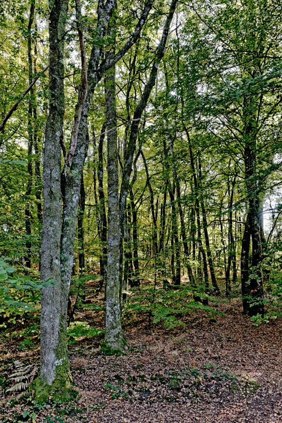 Lac de Saint-Pardoux : 2