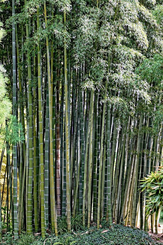 La bambouseraie en Cévennes