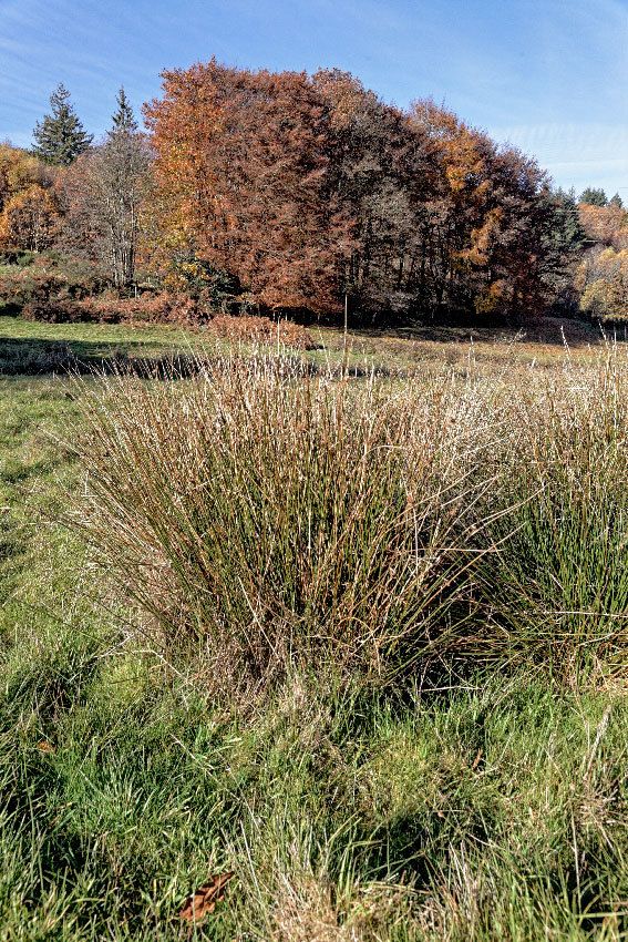 Automne en Limousin - 2