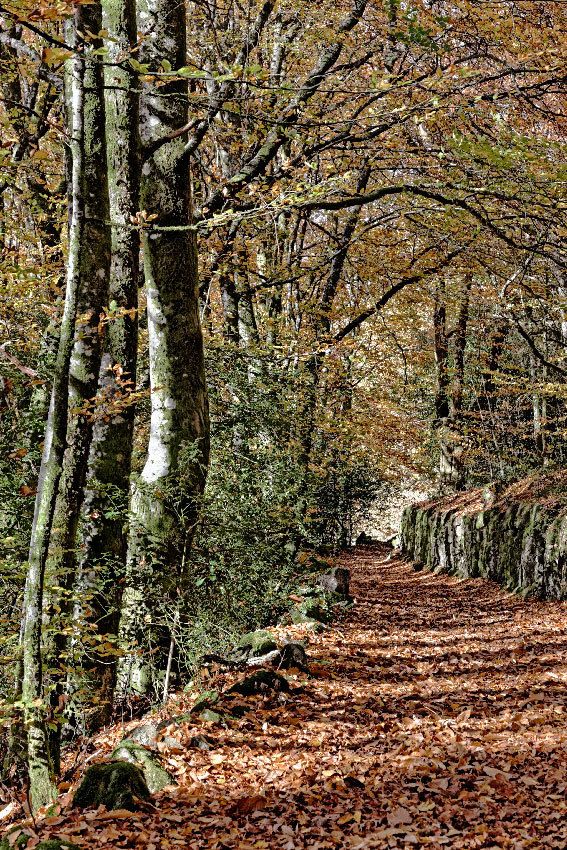 Automne en Limousin - 2