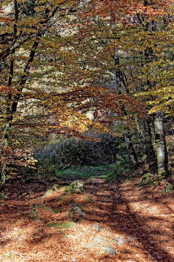 Automne en Limousin - 2