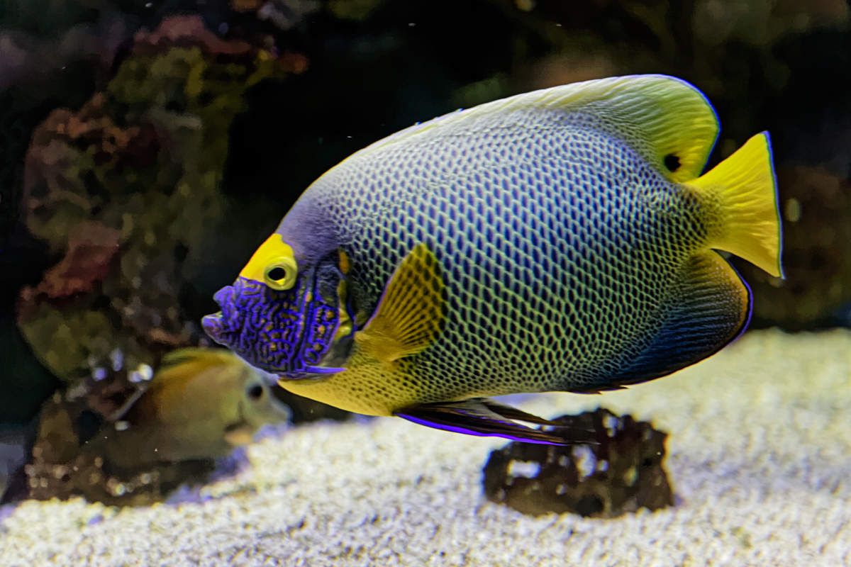 L'aquarium de Limoges