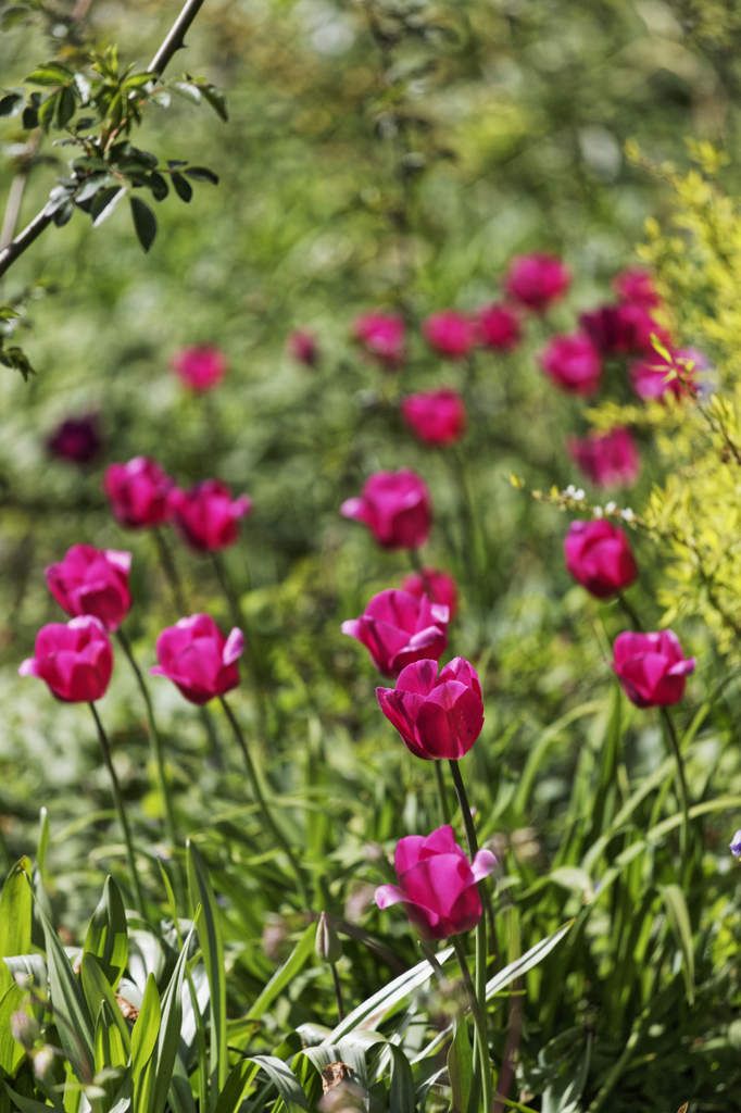 Le Jardin de Liliane - Avril 2016