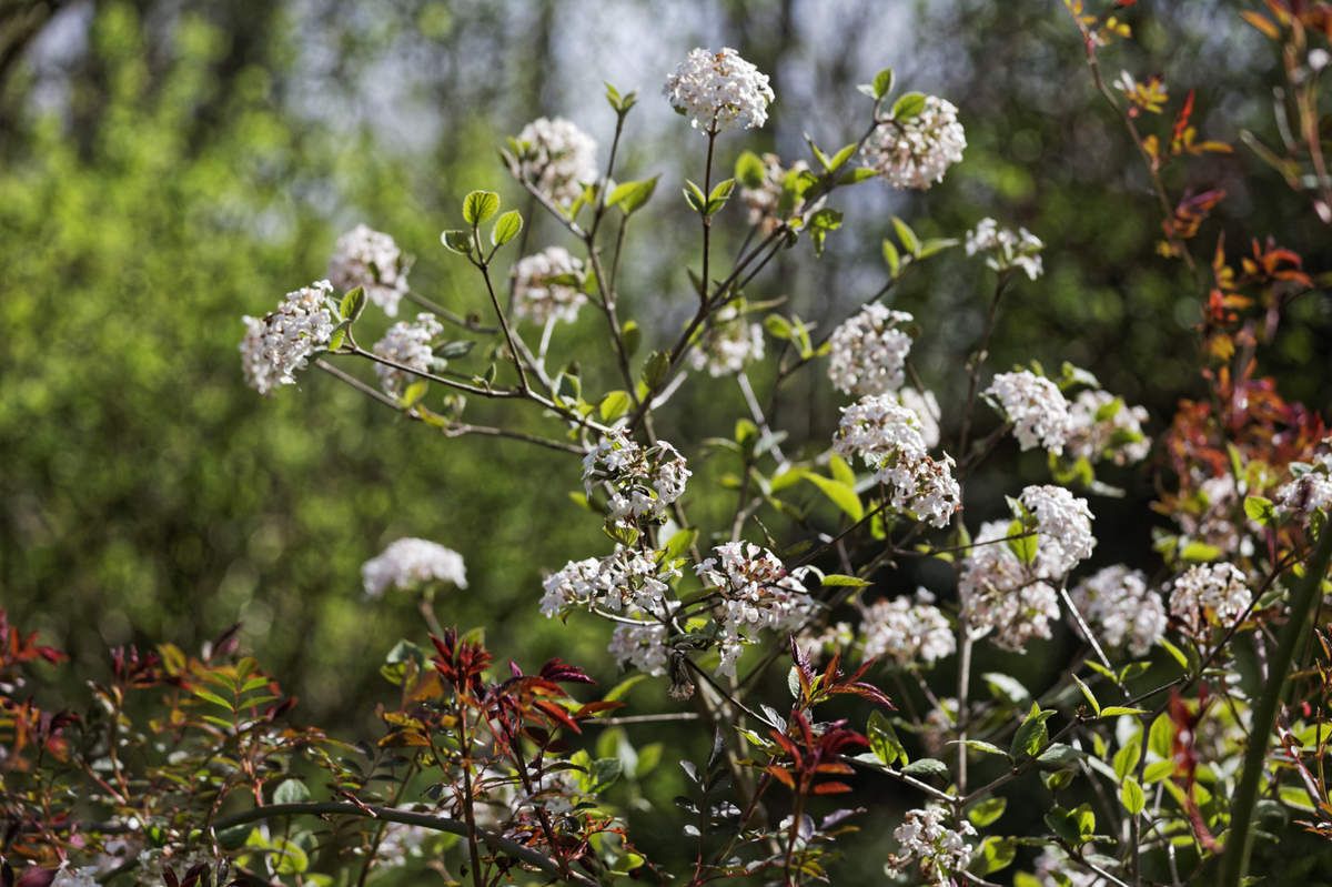 Le Jardin de Liliane - Avril 2016
