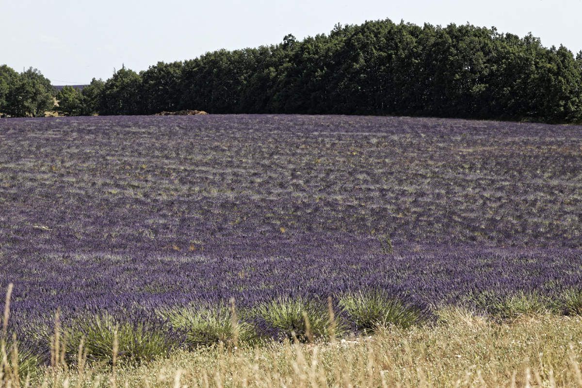 Valensole et la lavande - Haute-Provence