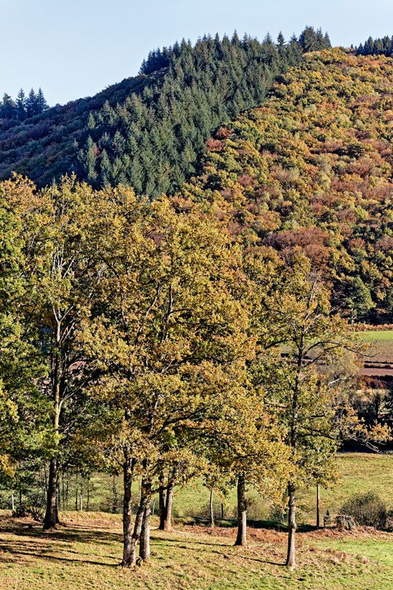 Itinéraire automnal dans les Monts d'Ambazac - 2