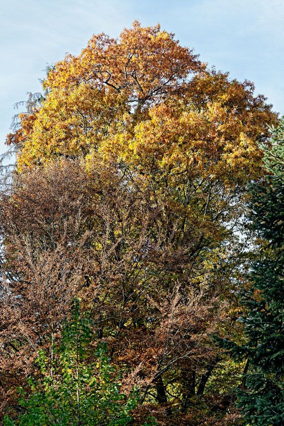 L'arboretum de la Jonchère - 1