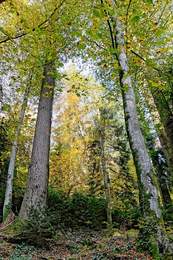 L'arboretum de la Jonchère - 1