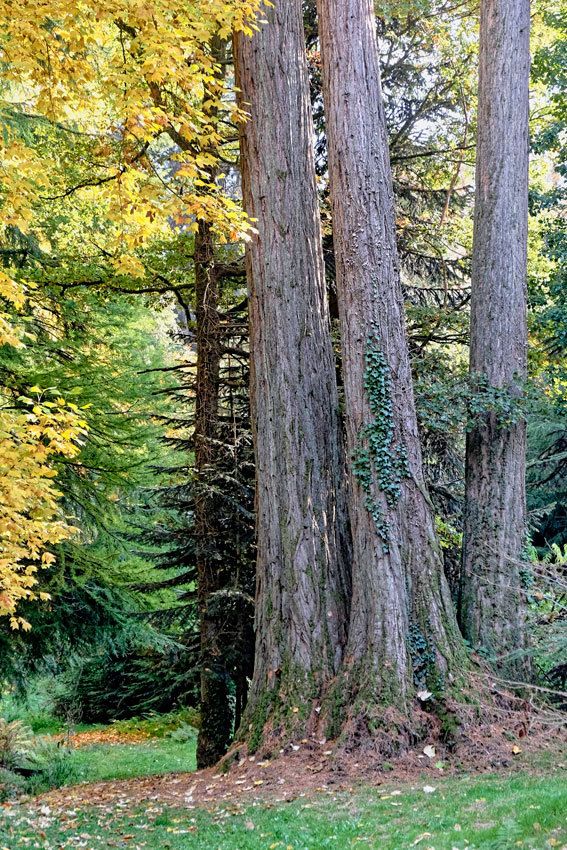 L'arboretum de la Jonchère - 1